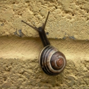 Photo d'Escargot