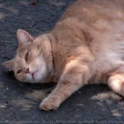 Photo de Chat domestique