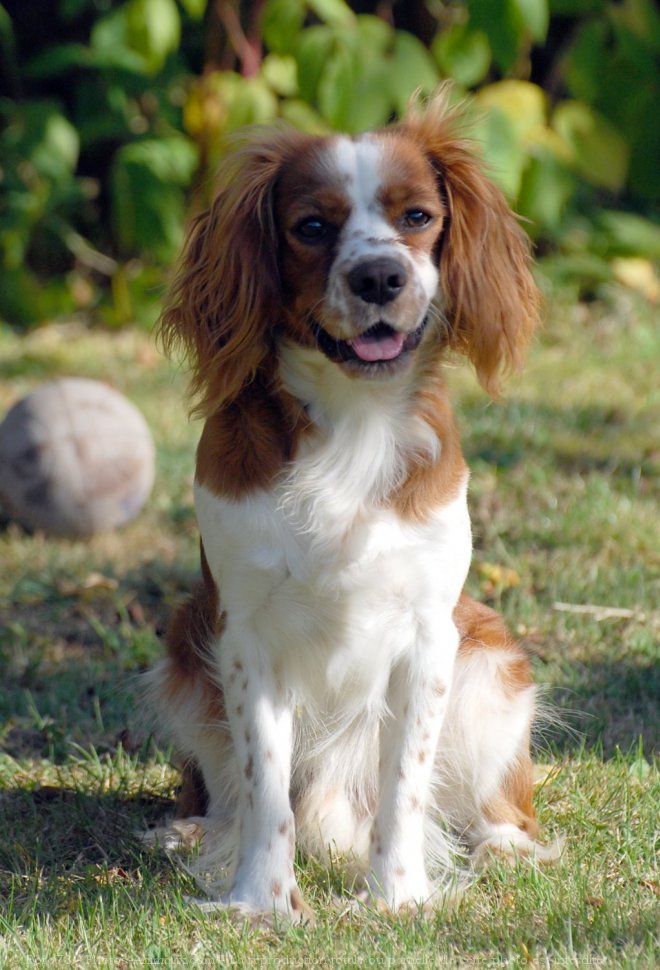 Photo de Cavalier king charles spaniel