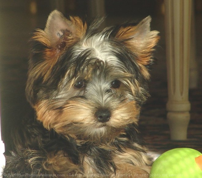 Photo de Yorkshire terrier