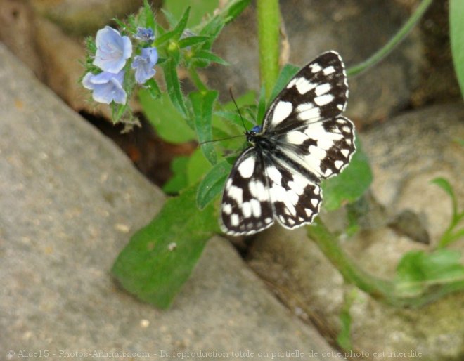 Photo de Papillon - demi deuil