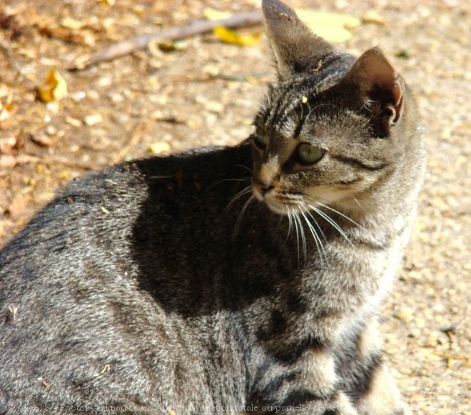 Photo de Chat domestique