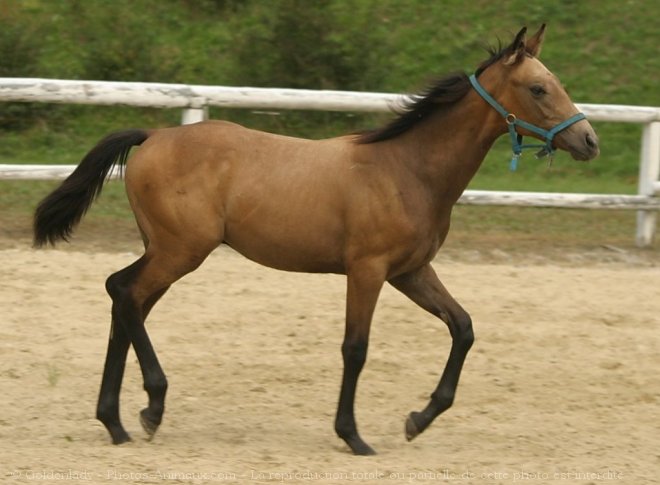 Photo de Quarter horse