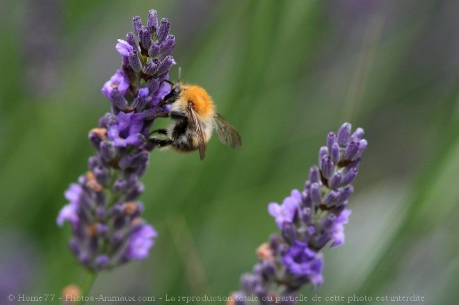 Photo de Bourdon