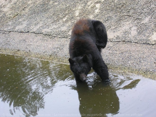 Photo d'Ours