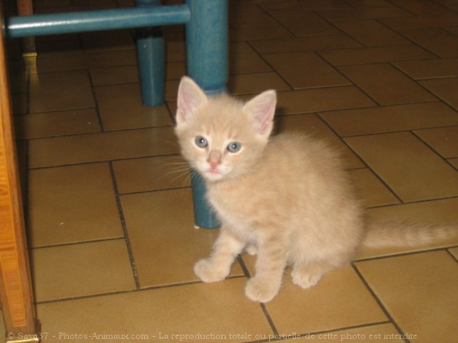 Photo de Chat domestique