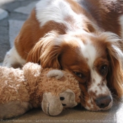 Photo de Cavalier king charles spaniel