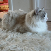 Photo de Ragdoll