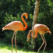 Photo de Flamand rose