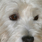 Photo de West highland white terrier