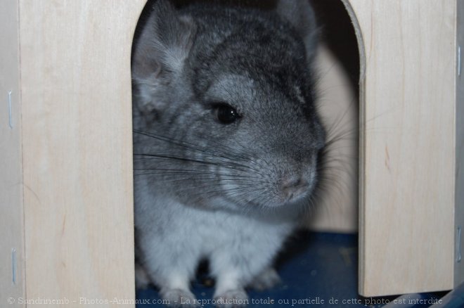 Photo de Chinchilla