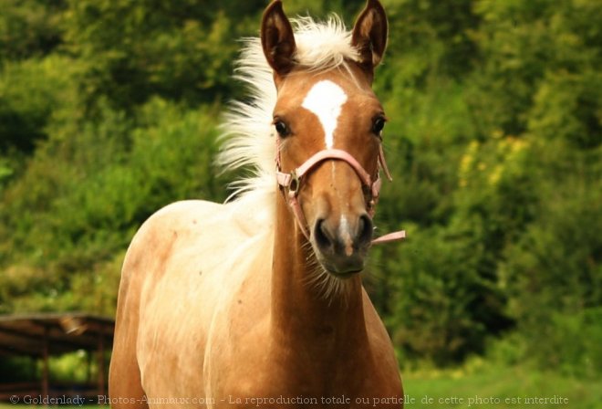 Photo de Quarter horse