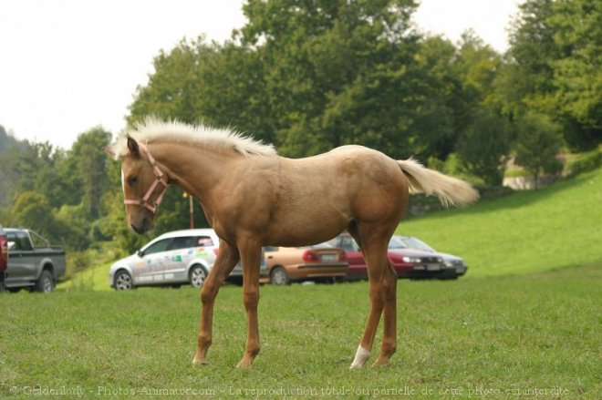 Photo de Quarter horse