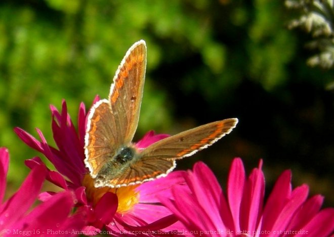 Photo de Papillon