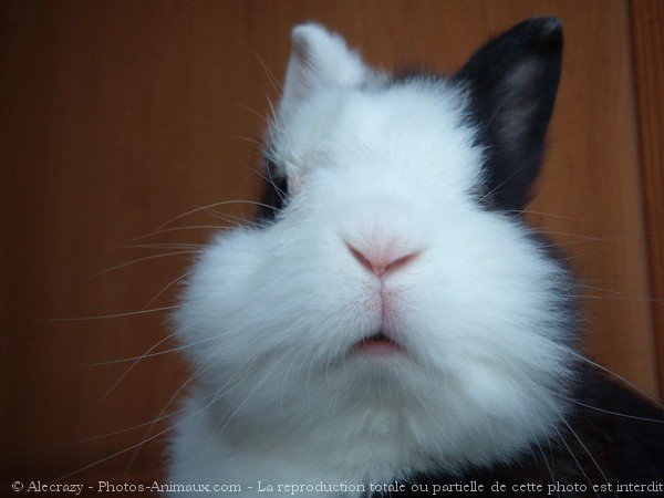 Photo de Lapin