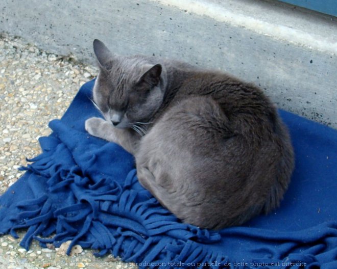 Photo de Chat domestique