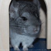 Photo de Chinchilla