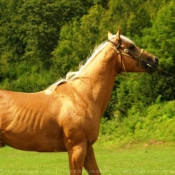 Photo de Quarter horse