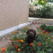 Photo de Labrador retriever