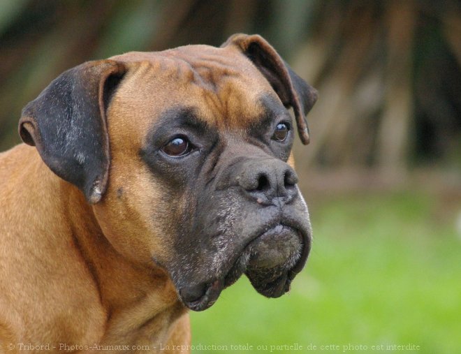 Photo de Boxer