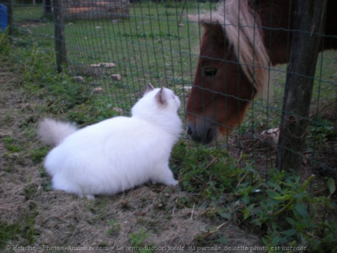 Photo de Ragdoll