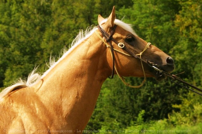 Photo de Quarter horse