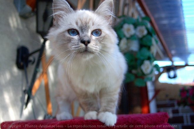 Photo de Sacr de birmanie