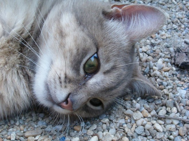 Photo de Chat domestique