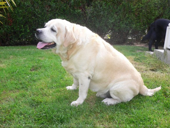 Photo de Labrador retriever