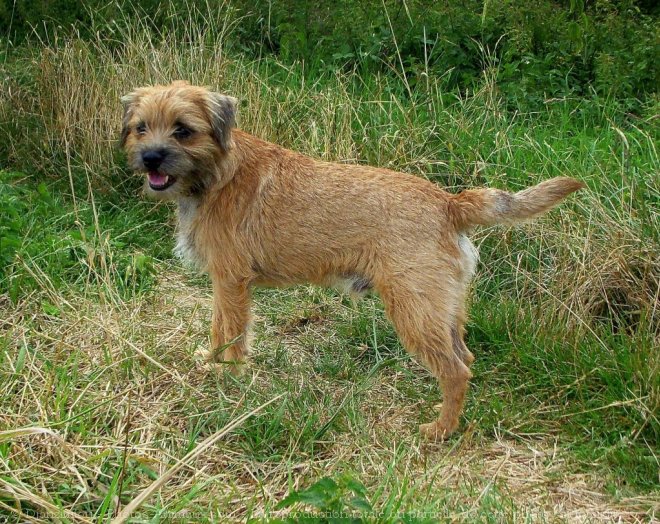 Photo de Border terrier