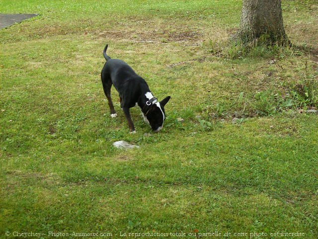 Photo de Bull terrier miniature