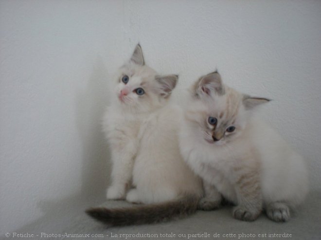 Photo de Ragdoll