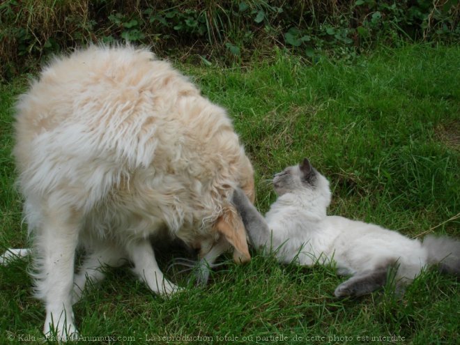 Photo de Races diffrentes