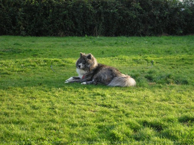 Photo d'Akita inu