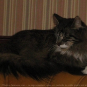 Photo de Maine coon