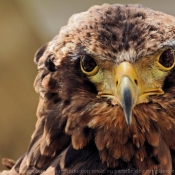 Photo d'Aigle - bateleur des savanes