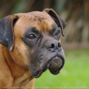 Photo de Boxer