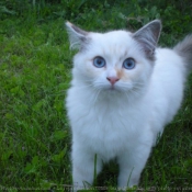 Photo de Ragdoll