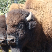 Photo de Bison