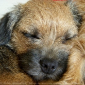 Photo de Border terrier