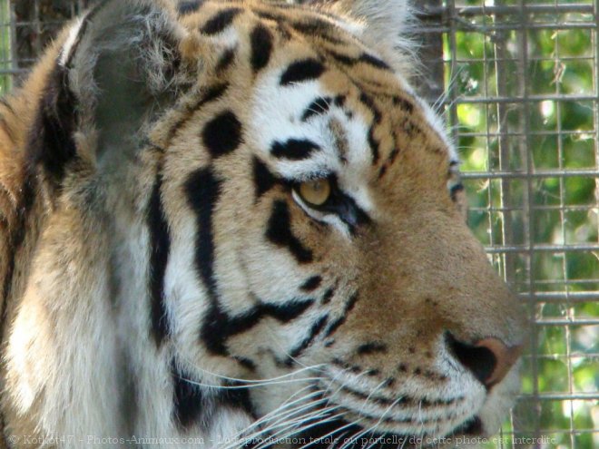 Photo de Tigre