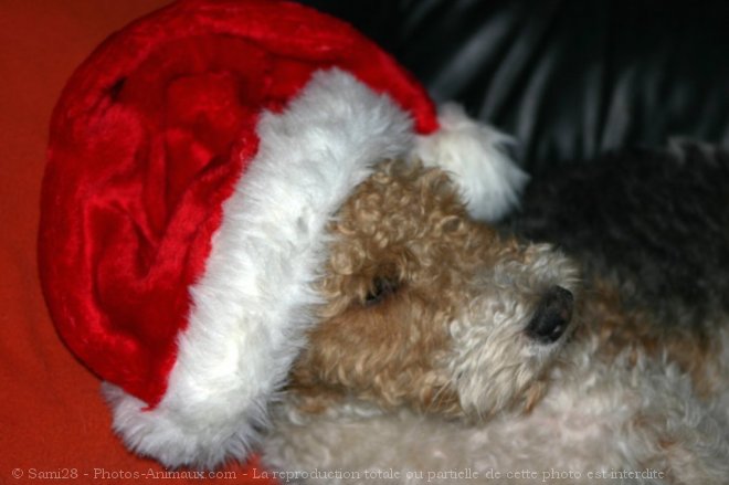 Photo de Fox terrier  poil dur