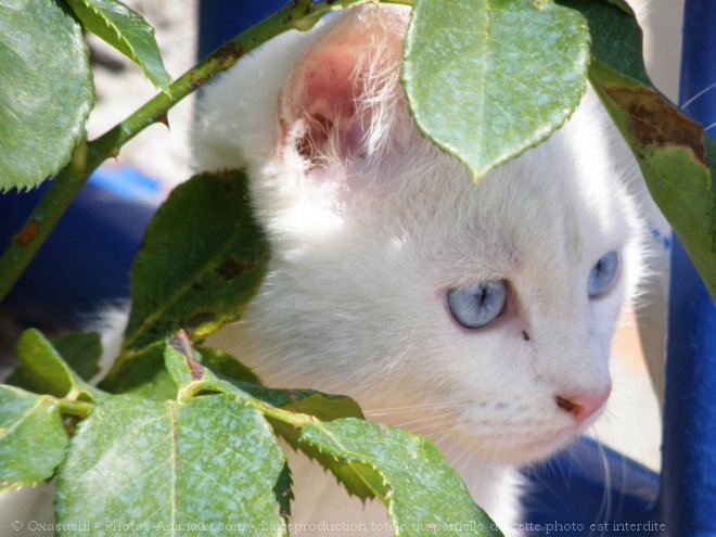 Photo de Chat domestique