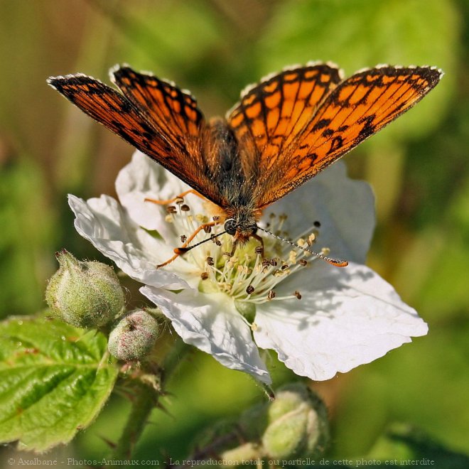 Photo de Papillon