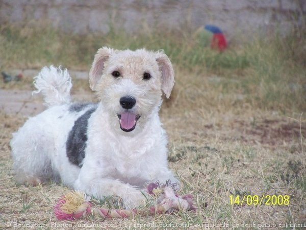 Photo de Fox terrier  poil dur