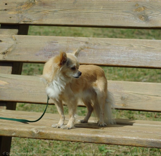 Photo de Chihuahua  poil long