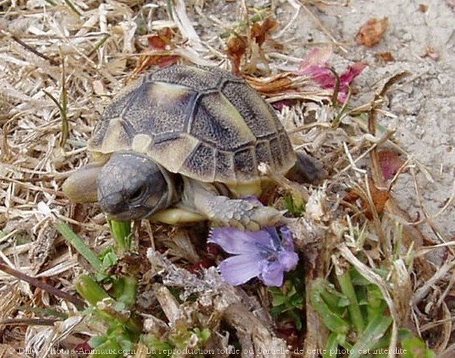 Photo de Tortue