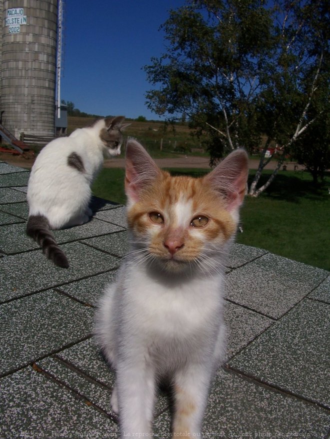 Photo de Chat domestique