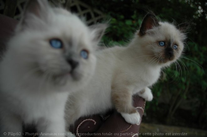 Photo de Sacr de birmanie