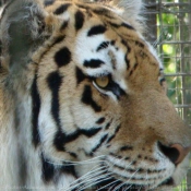 Photo de Tigre